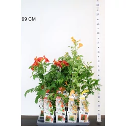 TrombitafolyondárCAMPSIS RADICANS 70CM CS15