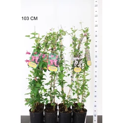 Iszalag    CLEMATIS TEXENSIS PRINCESS FAJTÁK 90CM K2