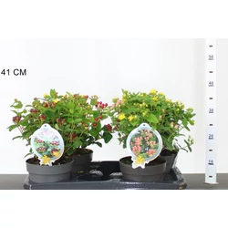 Szagtalan orbáncfű HYPERICUM MIRACLE FAJTÁK K2