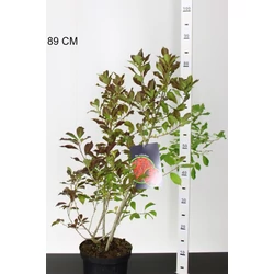 Mocsári magyal ILEX VERTICILATA 50/60 K3
