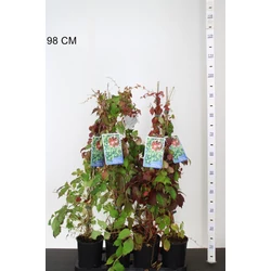 Repkény vadszőlő   PARTHENOCISSUS TRICUSPIDATA VEITCHII 80CM K2