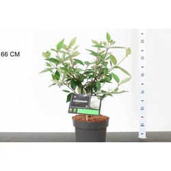 Törpe bangita   VIBURNUM ESKIMO 30/40 K4