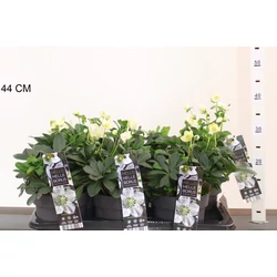 Keleti hunyor HELLEBORUS NIGRA CHRISTMAS CAROL 35/40 CS17