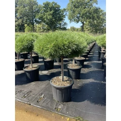 Japán erdeifenyő PINUS DENSIFLORA ALICE VERKADE T40 50/+ K20