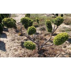 Sárgalombú tiszafa  TAXUS BACCATA REPANDENS AUREA BONSAI 100/125 K60