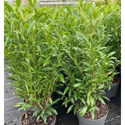 Babérmeggy PRUNUS LAUROCERASUS SOFIA 20/30 K3