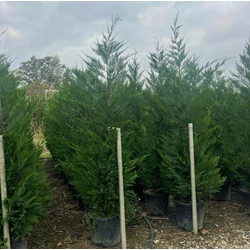 Leyland ciprus  CUPRESSOCYPARIS LEYLANDII 175/200 K25