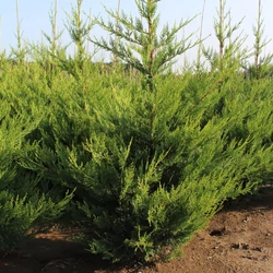Arany lombú leyland ciprus CUPRESSOCYPARIS LEYLANDII CASTLEWELLAN GOLD 125/150 K25
