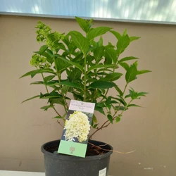 Bugás hortenzia HYDRANGEA PANICULATA SKYFALL K5