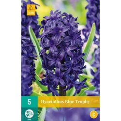  Jácint VIRÁGHAGYMA HYACINTHUS BLUE TROPHY  5DB/CSOMAG JUB 300320