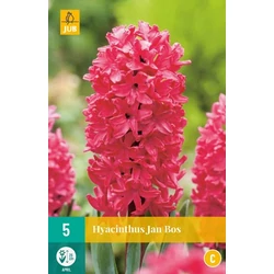  Jácint VIRÁGHAGYMA HYACINTHUS JAN BOS  5DB/CSOMAG JUB 300520