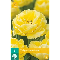 Tulipán VIRÁGHAGYMA TULIPS AVANT GARDE 7DB/CSOMAG JUB 301405