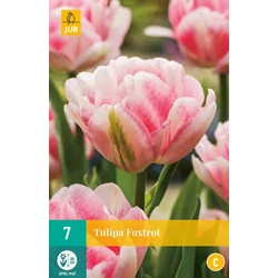 Tulipán VIRÁGHAGYMA TULIPS FOXTROT 7DB/CSOMAG JUB 301430