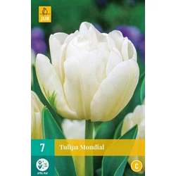 Tulipán VIRÁGHAGYMA TULIPS MONDIAL 7DB/CSOMAG JUB 301460