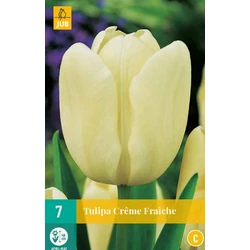 Tulipán VIRÁGHAGYMA TULIPS CREME FRAICHE 7DB/CSOMAG JUB 301635
