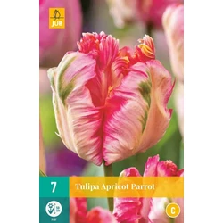 Tulipán VIRÁGHAGYMA TULIPS APRICOT PARROT 7DB/CSOMAG JUB 303500