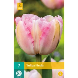 Tulipán VIRÁGHAGYMA TULIPS FINOLA 7DB/CSOMAG JUB 304070