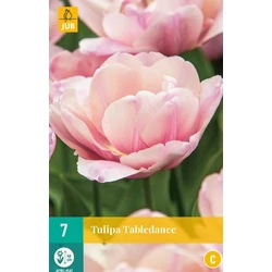 Tulipán VIRÁGHAGYMA TULIPS TABLEDANCE 7DB/CSOMAG JUB 304157