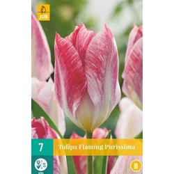 Tulipán VIRÁGHAGYMA TULIPS FLAMING PURISSIMA 7DB/CSOMAG JUB 304385