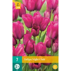 Tulipán VIRÁGHAGYMA TULIPS NIGHT CLUB 7DB/CSOMAG JUB 304785