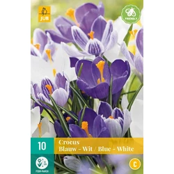 Krókusz VIRÁGHAGYMA CROCUS BLUE WHITE MIX 10DB/CSOMAG JUB 307300