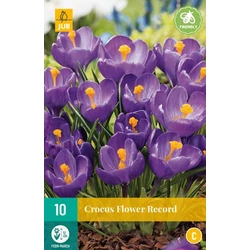 Krókusz VIRÁGHAGYMA CROCUS FLOWER RECORD 10DB/CSOMAG JUB 307330