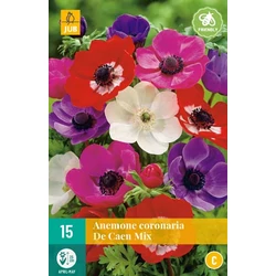 Koronás szellőrózsa VIRÁGHAGYMA ANEMONE CORONARIA DE CAEN MIX 15DB/CSOMAG JUB 111189