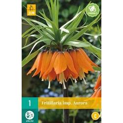 Császárkorona VIRÁGHAGYMA FRITILLARIA AURORA 1DB/CSOMAG JUB 309700