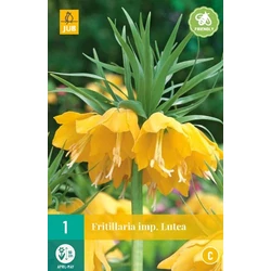 Császárkorona VIRÁGHAGYMA FRITILLARIA LUTEA 1DB/CSOMAG JUB 309730