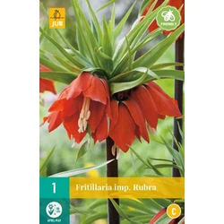 Császárkorona VIRÁGHAGYMA FRITILLARIA RUBRA 1DB/CSOMAG JUB 309790