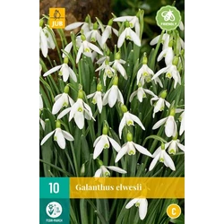 Hóvirág VIRÁGHAGYMA GALANTHUS ELWESII 10DB/CSOMAG JUB 309950