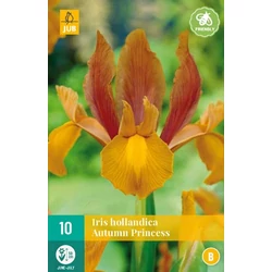 Holland nőszirom VIRÁGHAGYMA IRIS HOLLANDICA AUTUMN PRINCESS 10DB/CSOMAG JUB 310520
