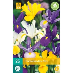 Holland nőszirom VIRÁGHAGYMA IRIS HOLLANDICA MIX 25DB/CSOMAG JUB 310590