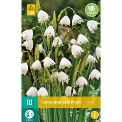 Nyári tőzike VIRÁGHAGYMA LEUCOJUM AESTIVUM 10DB/CSOMAG JUB 310650