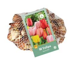Tulipán VIRÁGHAGYMA TULIPS DARWIN HYBRID MIX 40DB/CSOMAG JUB 320100
