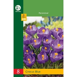 Krókusz VIRÁGHAGYMA CROCUS LARGE FLOWERING BLUE 8DB/CSOMAG JUB 350749