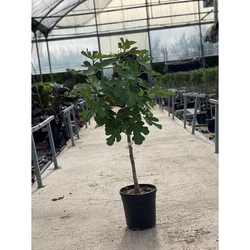 Füge FICUS CARICA T1/2 K10
