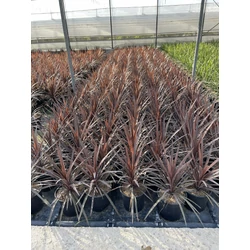 Bíbor bunkóliliomCORDYLINE AUSTRALIS RED STAR K10
