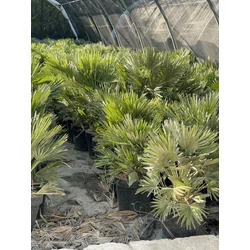 Törpe lószőrpálma CHAMAEROPS HUMILIS COMPACTA K30