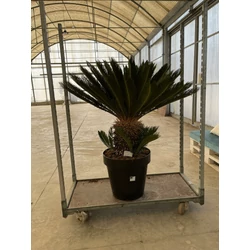 Szágópálma CYCAS REVOLUTA T40/50 K60