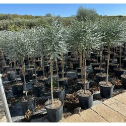 Havasi eukaliptusz EUCALYPTUS GUNNII AZURA T1/2 K30