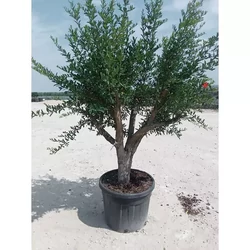 Gránátalma-termő PUNICA GRANATUM TERMŐ T1/4 30/40 K50