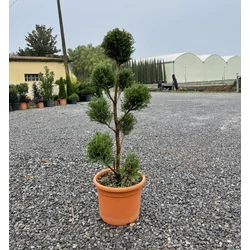 Leyland ciprus   CUPRESSOCYPARIS LEYLANDII PYRAMIDALIS POM-PON 80/+ K12