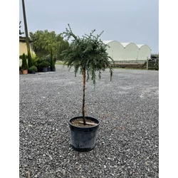 Kék terülő himalájai cédrus CEDRUS DEODARA FEELIN BLUE T60 K15