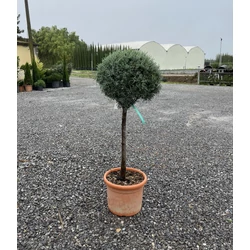Oszlopos, kék arizoniai ciprus CUPRESSUS ARIZONICA FASTIGIATA T50 K15