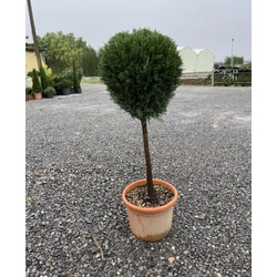 Leyland ciprus   CUPRESSOCYPARIS LEYLANDII PYRAMIDALIS T50 K15