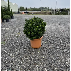 Japán kecskerágó  EUONYMUS JAPONICUS BENKOMASAKI ERECTA GÖMB 40/+ K15