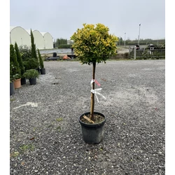 Japán kecskerágó  EUONYMUS JAPONICUS ELEGANTISSIMUS AUREUS T80 K20