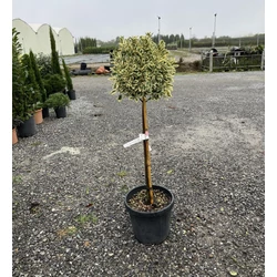 Japán kecskerágó  EUONYMUS JAPONICUS BRAVO T80 K20