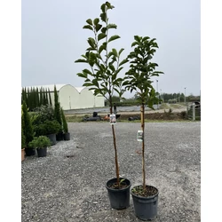 Liliomfa  MAGNOLIA SUSAN T80 K15